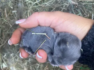 Mini Lop rabbits ✨2 LEFT✨Lilac Blue Mini lop babies! 🐰 - Advert 21