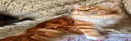 Maine Coon cats for sale: Full Maine Coon Kittens - Advert 2