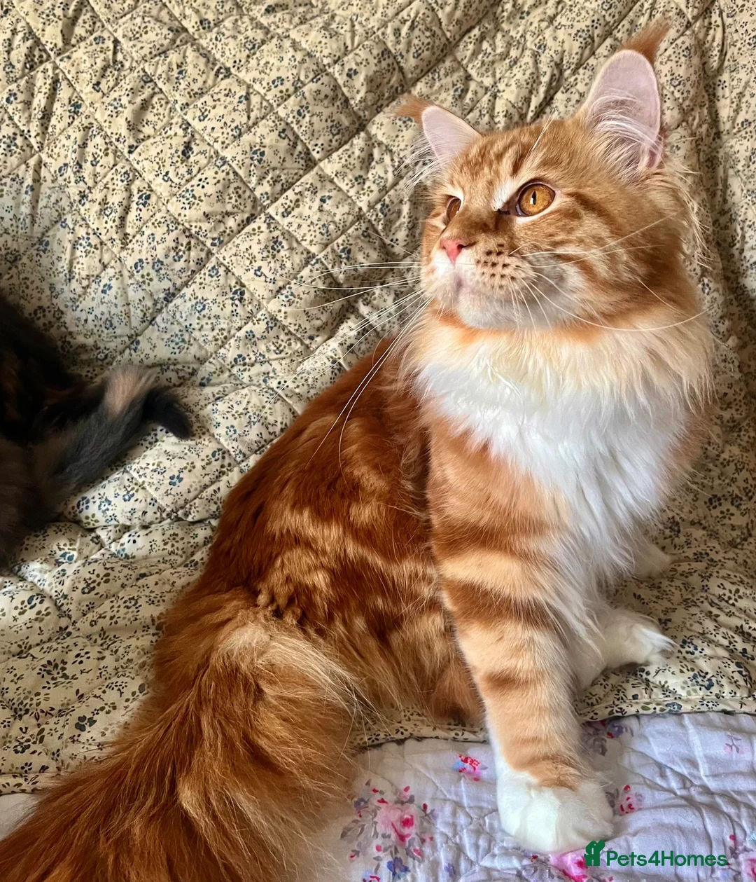 Maine Coon cats for sale: Full Maine Coon Kittens - Advert 2