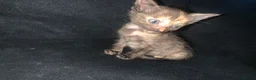 Mixed Breed cats for sale: Beautiful tortie shell girl in London - Advert 3