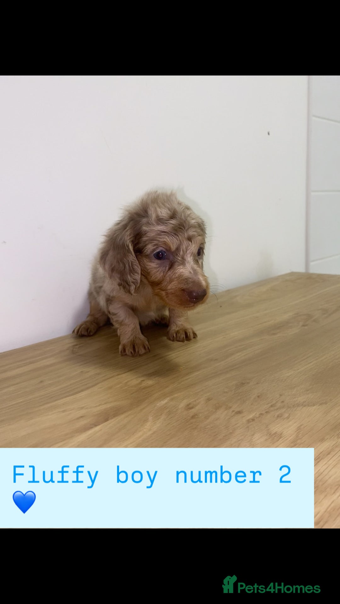 Miniature Dachshund dogs for sale: Miniature dachshund puppies🥰 - Advert 16