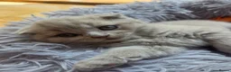 Scottish Fold cats for sale: Kittens Scottish lilac and blue fold fluffy boys in Nottingham - Advert 8
