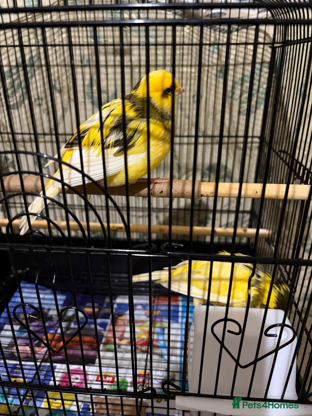 Canaries birds for sale: Border buff pair canaries  - Advert 9