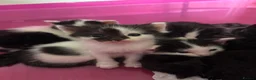 Ragdoll cats for sale: Fluffy Ragdoll-mixed kittens - Advert 26