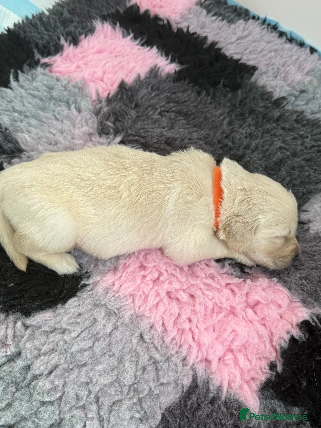 Golden Retriever dogs for sale: Golden Retriever Chunky Puppies for sale - Image 13