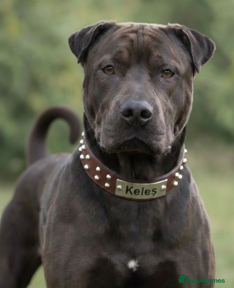 Mixed Breed dogs 🐾 STUD SERVICE AVAILABLE 🐾  - Advert 1