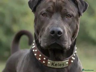 Mixed Breed dogs 🐾 STUD SERVICE AVAILABLE 🐾 - Advert 4