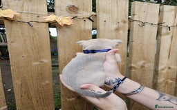 Chihuahua dogs for sale: Beautiful Tiny Chihuahua puppies - Image 5