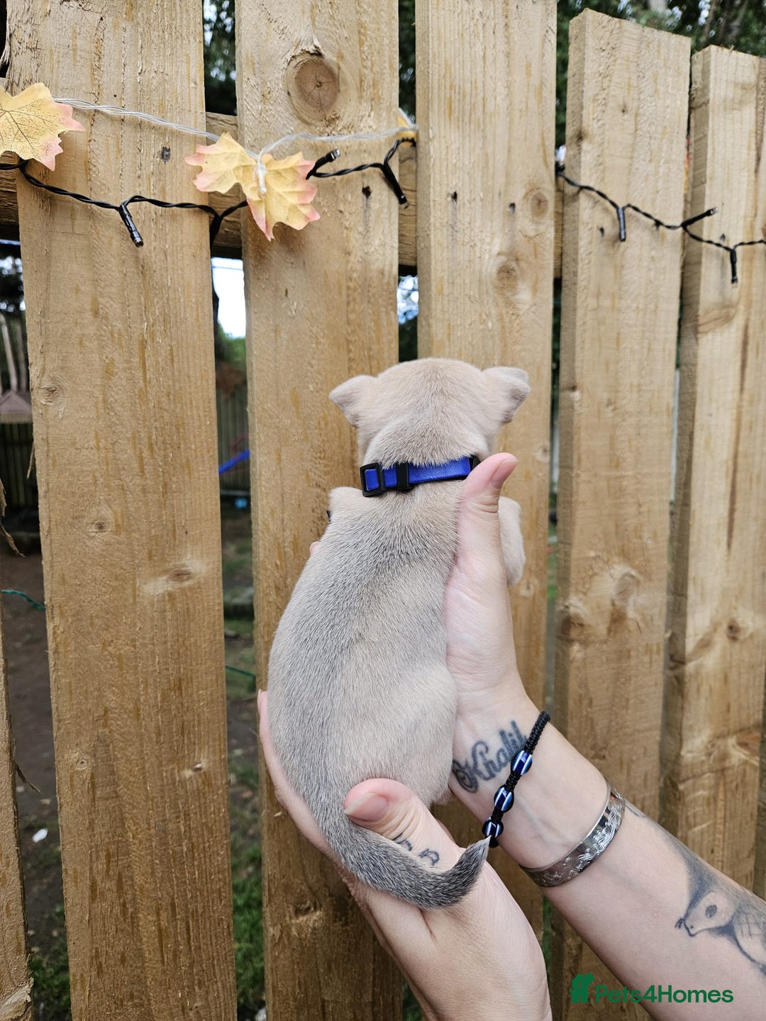 Chihuahua dogs for sale: Beautiful Tiny Chihuahua puppies - Image 5