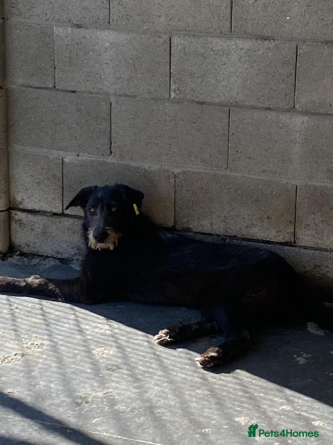 Mixed Breed dogs for adoption: Morag, 8 -9 months. Available for adoption. - Advert 3