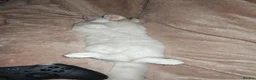 Ragdoll cats for sale: 5 Month Ragdoll Lilac Lynx in Stockport - Advert 14