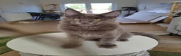 Maine Coon cats for sale: TICA MC kitten waiting for his forever home - Advert 3