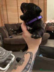 Cane Corso Puppy 3