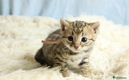 Bengal cats for sale: 🔥Stunning Bengal kittens Available🔥 - Image 6