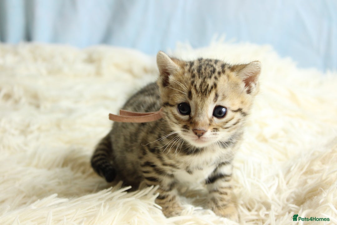 Bengal cats for sale: 🔥Stunning Bengal kittens Available🔥 - Image 6