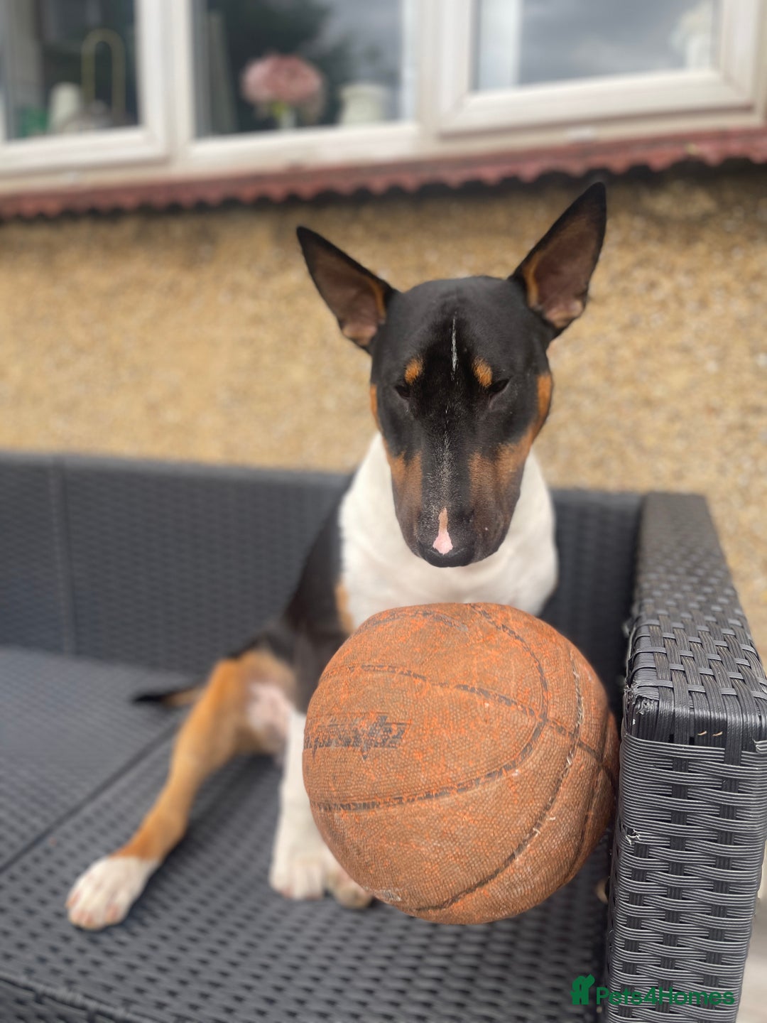 English Bull Terrier dogs for sale: English Bull Terrier - Image 14