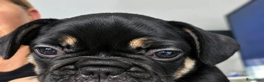 French Bulldog 1