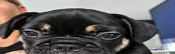 French Bulldog dogs for sale: Playful French Bulldog Puppies avaiable in Bromley - Advert 3