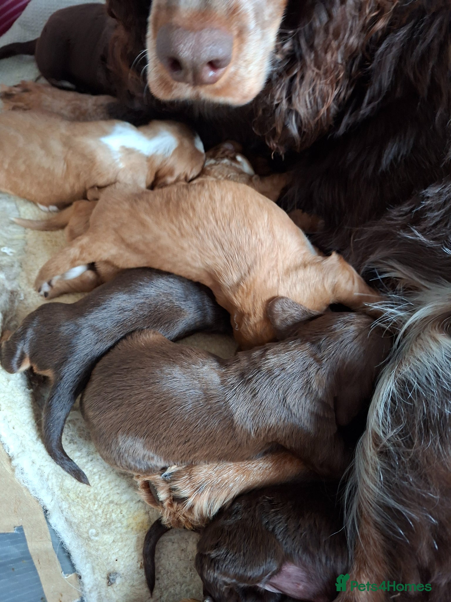 Cocker Spaniel dogs for sale: Cocker spaniel puppies  - Advert 9