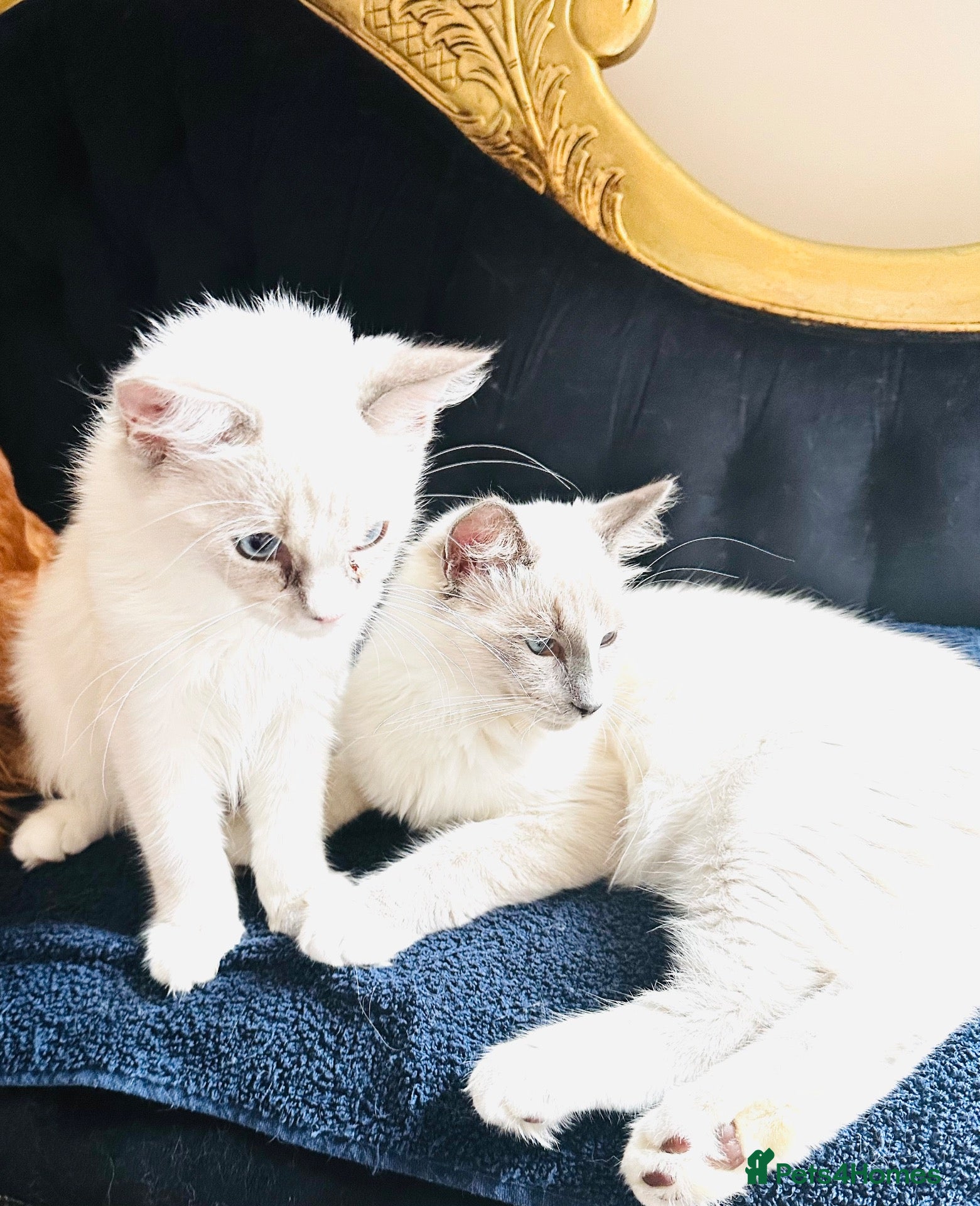Ragdoll cats GCCF Registered Ragdolls - Advert 2