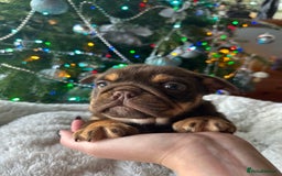 Old Tyme Bulldog dogs for sale: English bulldogs puppies  - Image 1