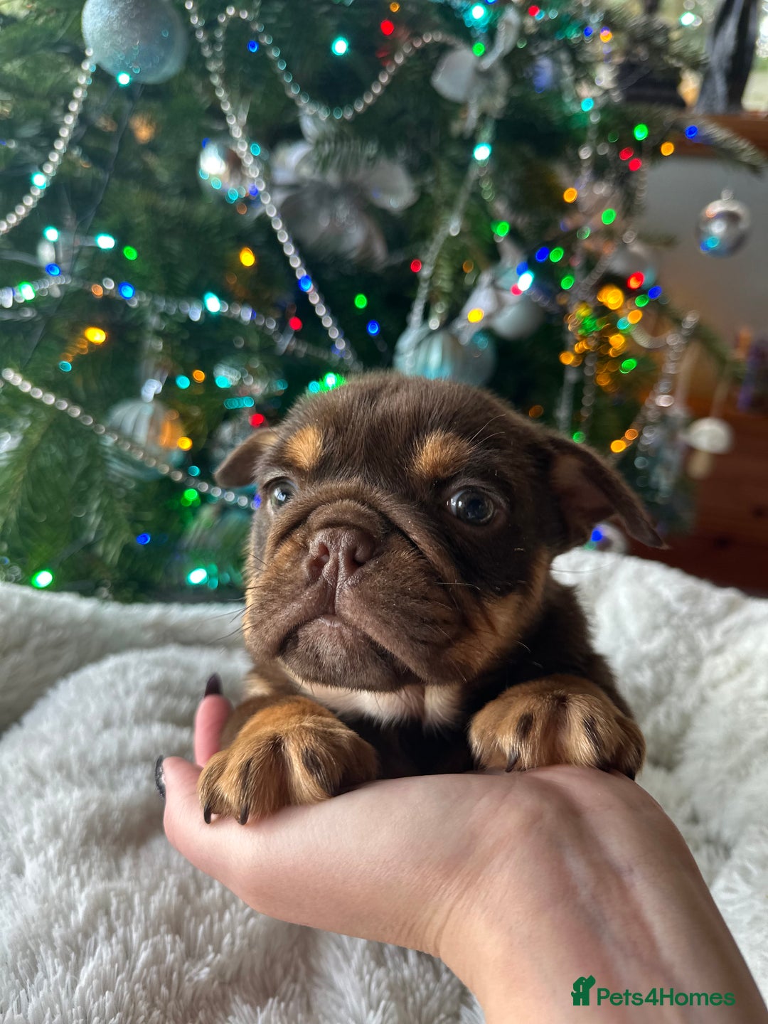 Old Tyme Bulldog dogs for sale: English bulldogs puppies  - Image 1