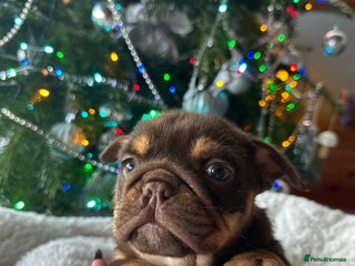 Old Tyme Bulldog dogs for sale - Advert 1