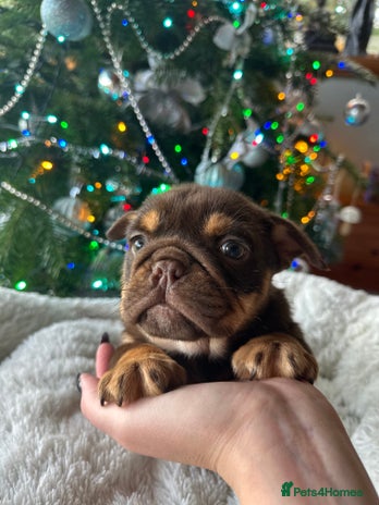 Old Tyme Bulldog dogs - Advert 1