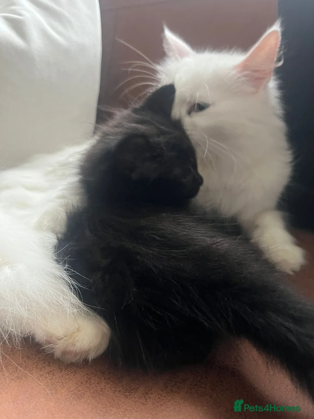 Turkish Angora cats for sale: Charming black male searching for a loving home 🐾 - Advert 2