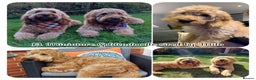 Goldendoodle dogs for sale: F1 Miniature Goldendoodle's 100% DNA Health-Tested - Advert 17