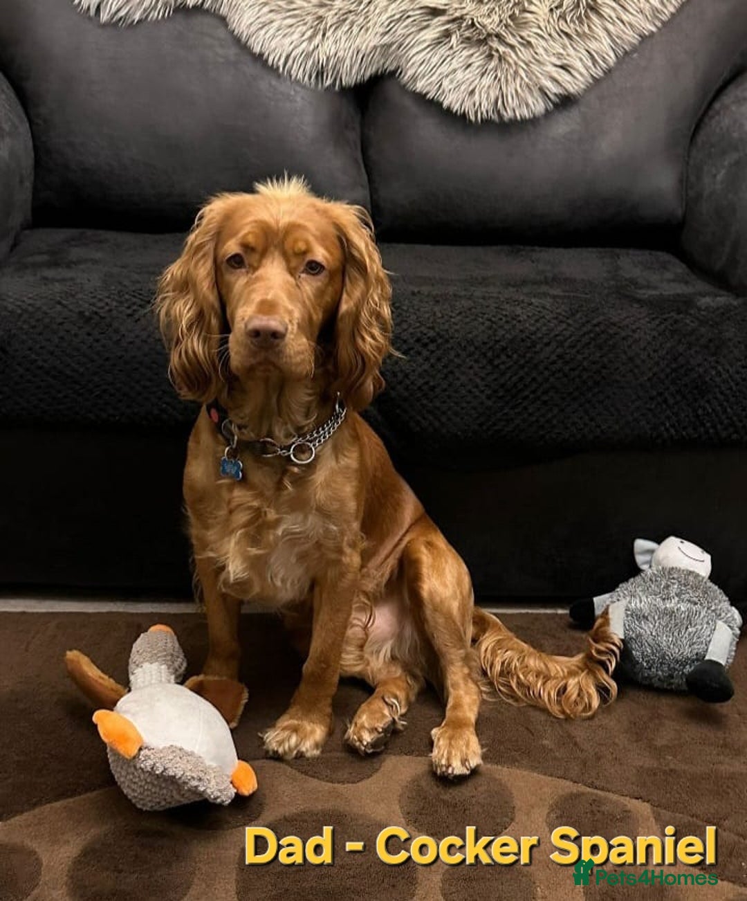 Sprocker dogs for sale: Sprocker x Cocker Puppies - Advert 5