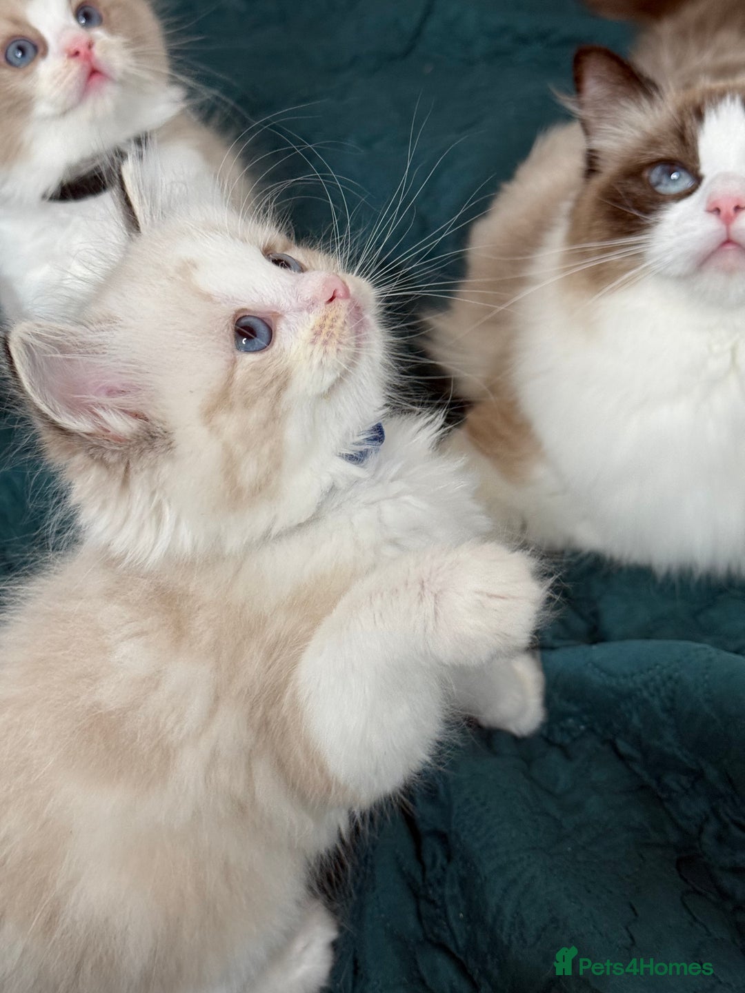 Ragdoll cats for sale: Beautiful Ragdoll kittens TICA - Advert 8