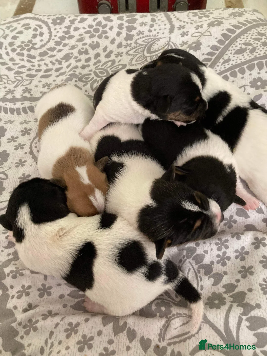 Jack Russell dogs for stud: Proven miniature Jack Russell stud in Winkleigh - Advert 18