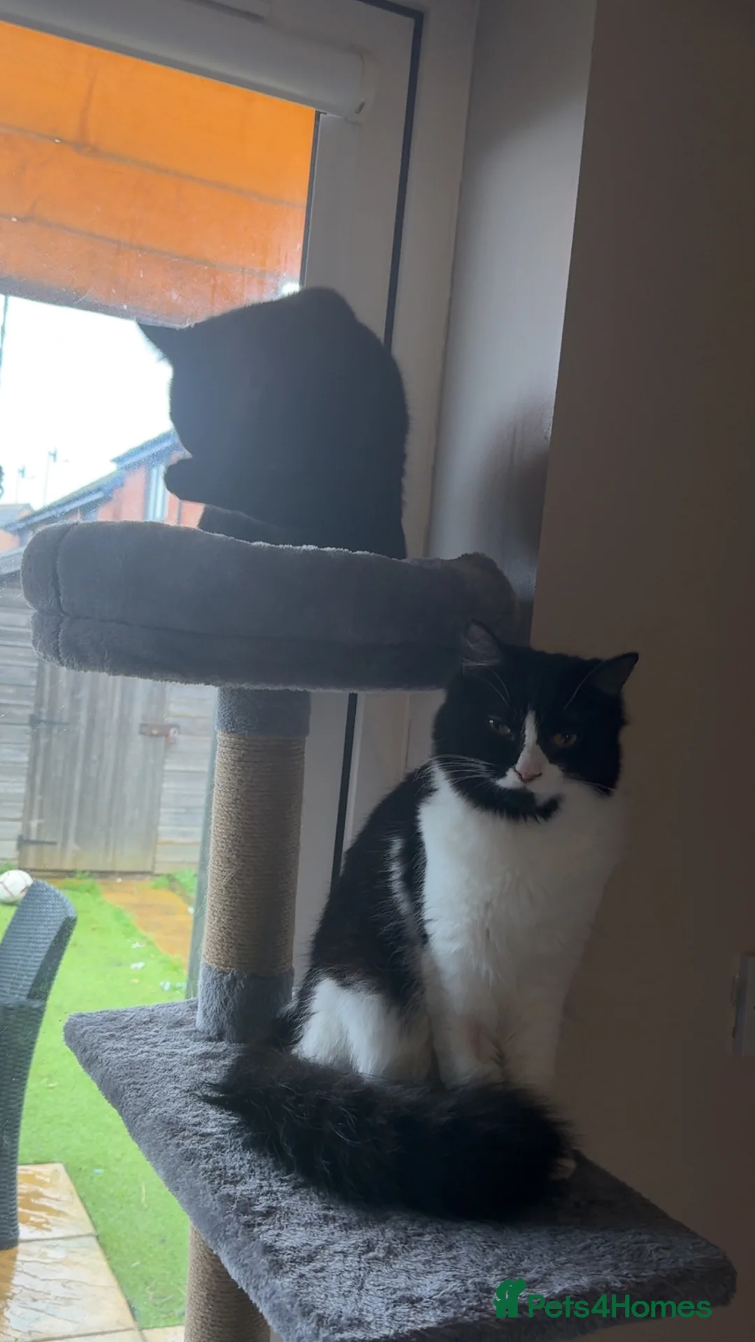 Mixed Breed cats for sale: Two female cats- they’re sisters. - Advert 2