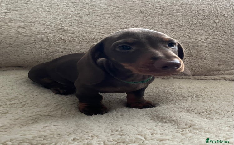 Miniature Dachshund dogs - Advert 6