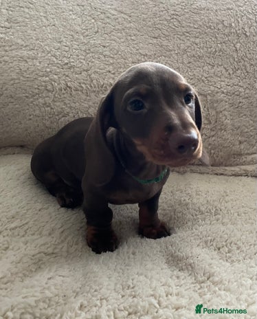 Miniature Dachshund dogs - Advert 6