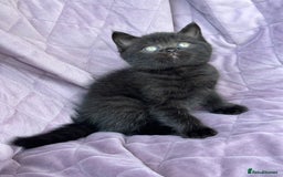 British Shorthair cats for sale: British shorthair kittens🐻🐻‍❄️🐻🐻‍❄️🐻🐻‍❄️ - Image 14