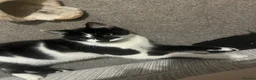 Mixed Breed cats for sale: Lottie - Advert 1