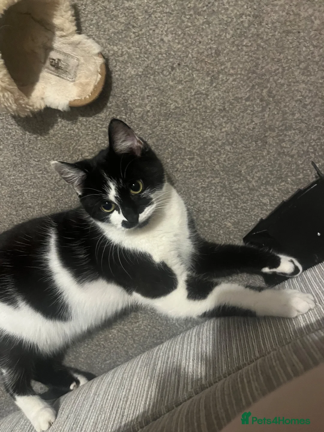 Mixed Breed cats for sale: Lottie - Advert 1