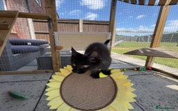 Maine Coon cats for sale: Ready Now! Conancoon GCCF Registered Maine Coon - Image 34