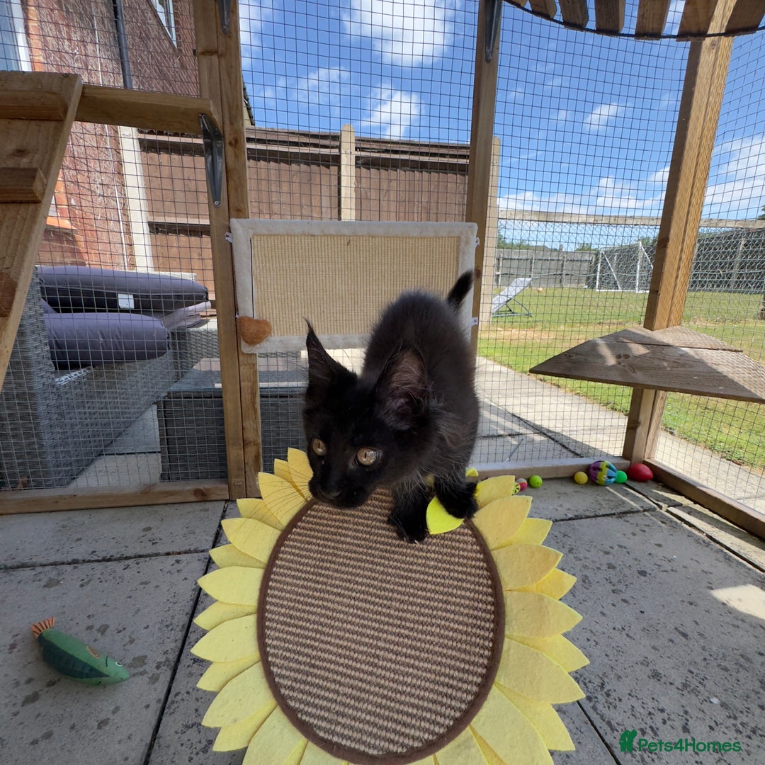 Maine Coon cats for sale: Ready Now! Conancoon GCCF Registered Maine Coon - Image 34