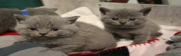 British Shorthair cats for sale: ❤️British Shorthair kittens❤️ - Advert 13
