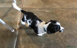 Sprocker dogs for sale: Female Sprocker puppy - Image 2