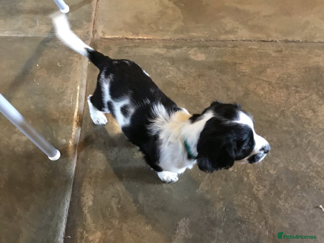 Sprocker dogs for sale: Female Sprocker puppy - Image 2