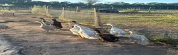 Ducks poultry for sale: Runner Ducks  - Advert 2