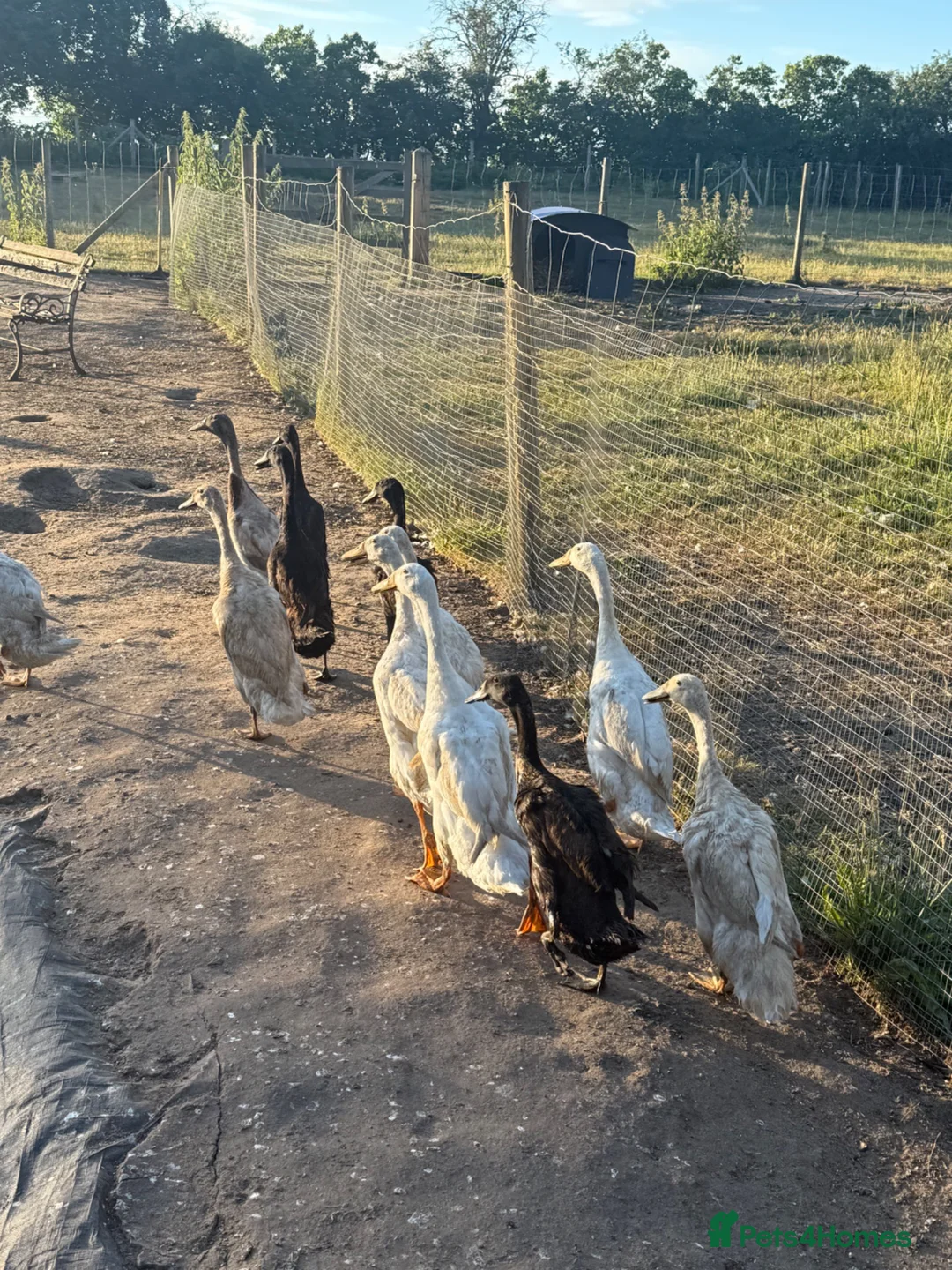 Ducks poultry for sale: Runner Ducks  - Advert 2