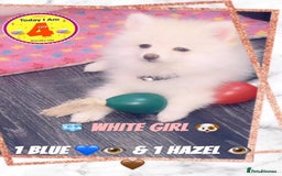 Pomeranian dogs for sale: 🩵👀1 In A Million SKY 🩵 BLUE EYES 🧸 POM😍👀🏆  in London - Image 7