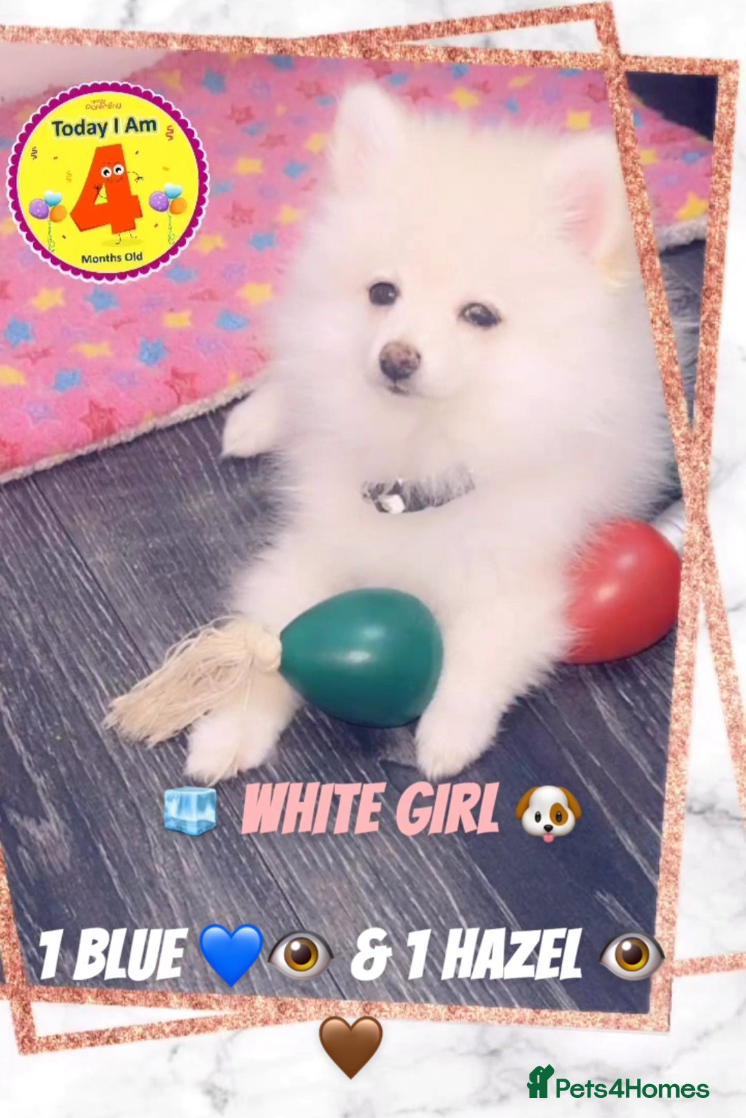 Pomeranian dogs for sale: 🩵👀1 In A Million SKY 🩵 BLUE EYES 🧸 POM😍👀🏆  in London - Image 7