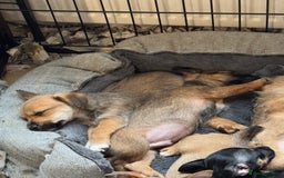 Jack Russell dogs for sale: Norwich terrier cross Jack Russell pups for sale - Image 12