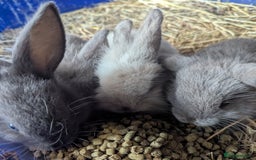 Lilac rabbits for sale: Beautiful baby lilac and blue bunnies - Image 4